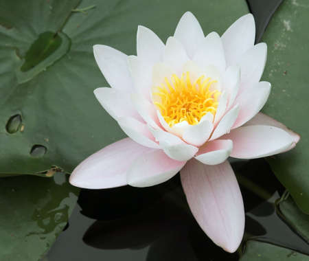 Close-up of water lilyの写真素材