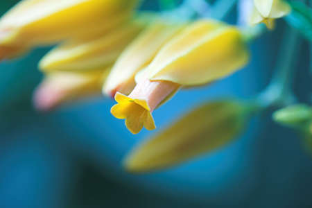 yellow flower on blue backgroundの写真素材