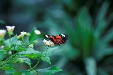 butterfly on the white flower