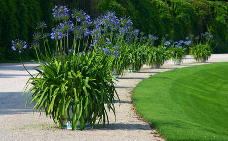Green scenery in the park during summer の写真素材