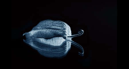 Black background with dry physalis and space for textの写真素材