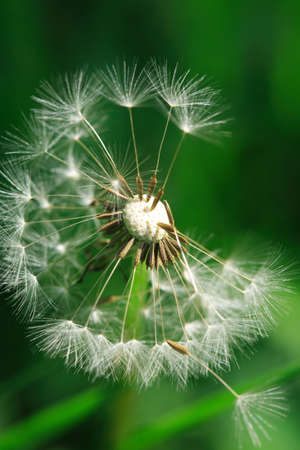 Blowballの写真素材