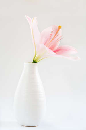 Pink flower in vase on white backgroundの写真素材