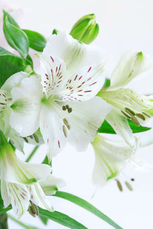 Summer flowersの写真素材