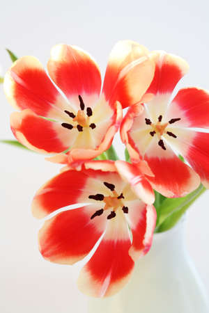 Home appliance - beautiful tulips in vase on the tableの写真素材