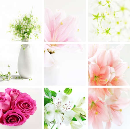 Collage of beautiful flowers in fresh colorsの写真素材