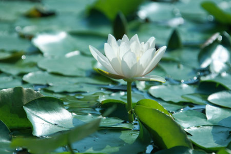 Beautiful pink water lily in the garden