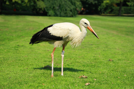 White stork in the meadow