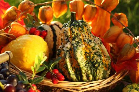 Still life of pumpkins for Thanksgivingの写真素材