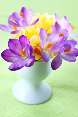 Beautiful Crocuses for Easter on green backgroundの写真素材