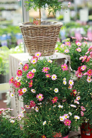 Beautiful marguerite tree in flower shopの写真素材