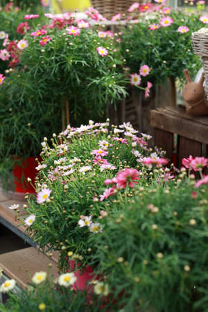 Beautiful marguerite tree in flower shopの写真素材