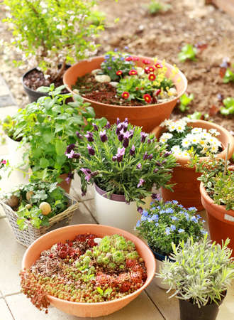 Outdoor flower pots for small garden, patio or terraceの写真素材