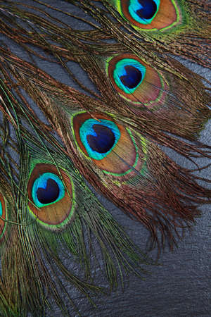 Beautiful exotic peacock feather eyes on dark backgroundの写真素材