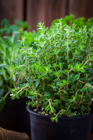 Herbs for planting with garden toolsの写真素材