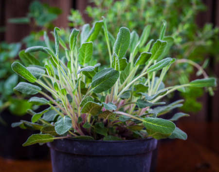 Detail of sage for planting with garden toolsの写真素材