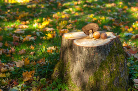 Edible mushrooms - boletus edulis on the three trunkの写真素材