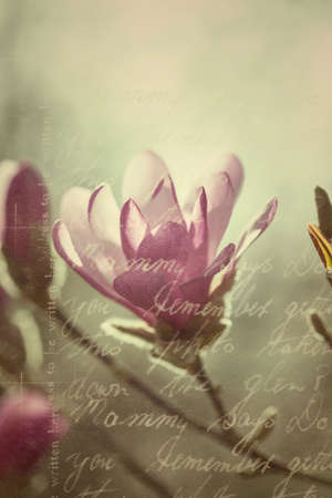 Flowering pink magnolia - collage in vintage styleの写真素材