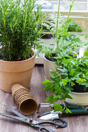 Gardening - Plants with flowers and herbs in gardenの写真素材