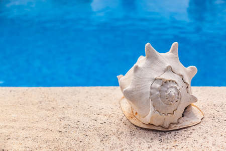 Summer vacation - big sea shell by swimming poolの写真素材