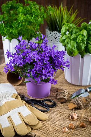 Flowers for planting with garden toolsの写真素材