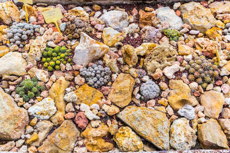 Succulents and cactus blooming flowers stone gardenの写真素材