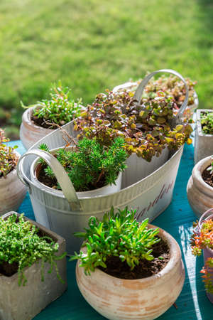 Variations of succulent for stone garden and terraceの写真素材