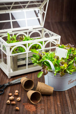 Gardening and planting concept - small hothouse with plants and seedsの写真素材