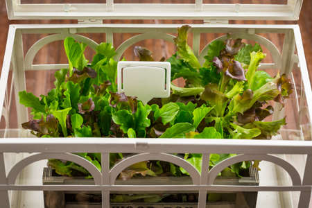 Gardening and planting concept - small hothouse with plants and seedsの写真素材