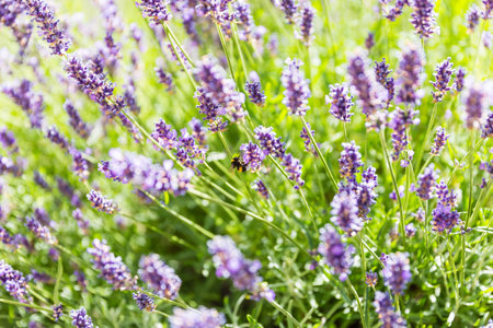 Bee harvesting pollen from lavender flowers