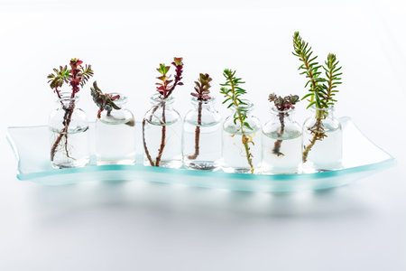 Mini succulent cuttings in smal bottles ready for reproduction and planting on whiteの写真素材