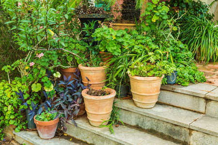 Variation of plants and flower pots in Mediterranean garden on the stairsの写真素材