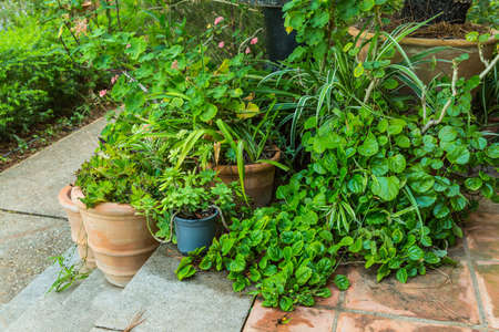 Variation of plants and flower pots in Mediterranean garden on the stairs