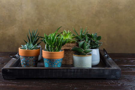 Green house plants potted on the wooden table. Succulents indoor. Concept of home garden. の写真素材