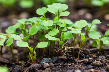 Organic salad seedlings or sapling lettuce in vegetable garden in raised bedの写真素材