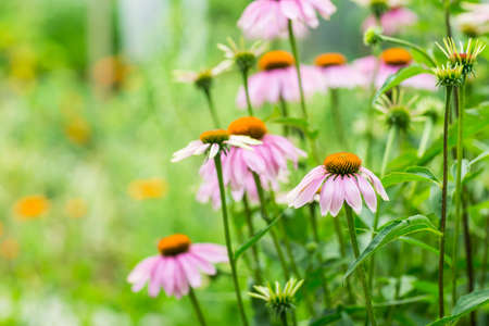 Echinacea purpurea in garden. Healing plant used for medical purposes in pharmaceutical industry.の写真素材