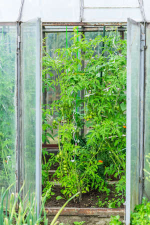 Cultivation of vegetables and tomatoes in a small hothouse. Outside of greenhouse.の写真素材