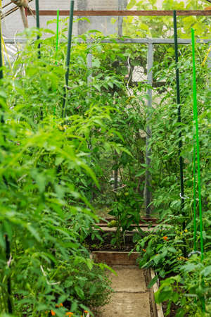 Cultivation of vegetables and tomatoes in a small hothouse. Inside of greenhouse.の写真素材
