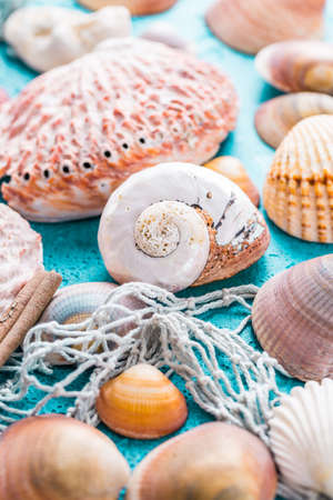 Assortment of seashells on blue background. Summer beach and holiday concept.の写真素材