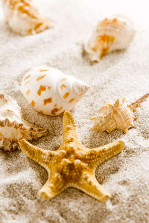 Assortment of natural seashells on sand. Concept of holiday, beach and summer.の写真素材