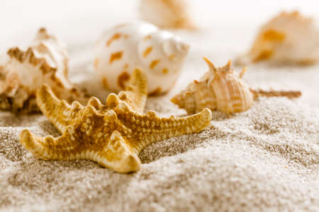 Assortment of natural seashells on sand. Concept of holiday, beach and summer.の写真素材