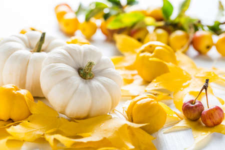 Autumn still life with colorful leaves, autumn deco fruits and white pumpkins for Thanksgivingの写真素材