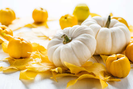 Autumn still life with colorful leaves, autumn deco fruits and white pumpkins for Thanksgivingの写真素材