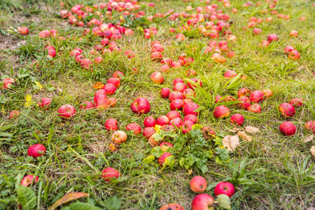 Fallen red apples on ground. Autumn, harvest, natural background. Selective focus.の写真素材