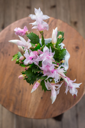 Christmas cactus (Schlumbergera) plant in pot on tableの写真素材