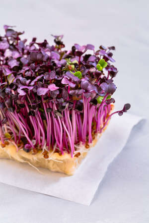Purple Shiso Cress on grey backgroundの写真素材