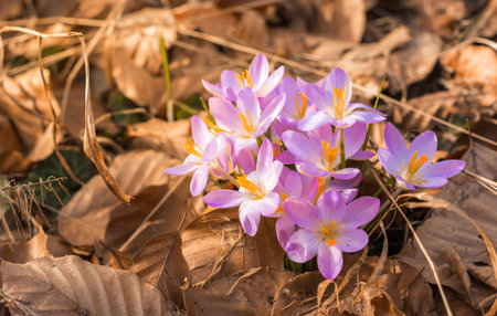 First crocuses in foliage in forest. Springtime and beauty in nature.の写真素材