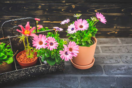 Tool box withpotted spring flowers, gardening tools on black stone background - gardening and spring concept, planting flowersの写真素材
