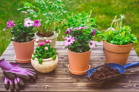 Potted flowers, plants and herbs in garden, balcony or roofの写真素材