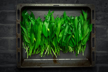 Wild garlic - Bunch of Ramson or bear leek (Allium ursinum) on old kitchen table.